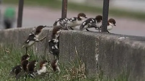 Nurogęsi wędrują przez ruchliwą Wisłostradę. Patrol Zarządu Zieleni czuwa