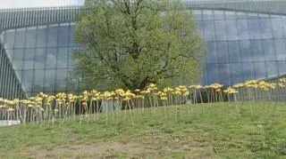 Żonkile przed Muzeum Żydów Polskich