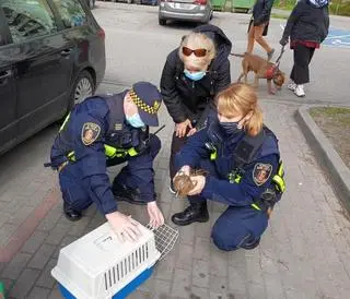 Służby uratowały kaczątka ze studzienki