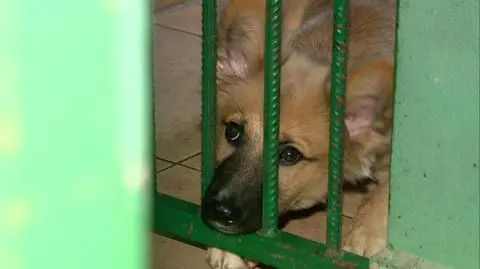 Adopcyjne rekordy na Paluchu. Nigdy nie było tu tak mało zwierząt