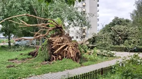 Burza powaliła drzewa. "Jedno z nich spadło na plac zabaw"