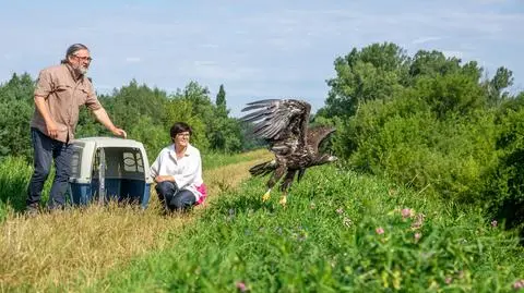 Bieliki już wyleczone. Wróciły na łono natury