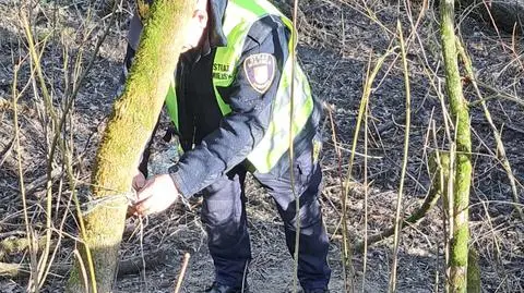 Wilk wpadł we wnyki, nie przeżył