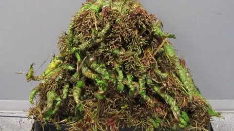 Khat na lotnisku. Znaleźli 60 kilogramów narkotyku