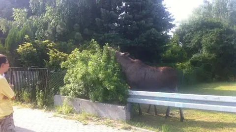 Klempa i małe łosie koło ulicy. Nie bały się ludzi