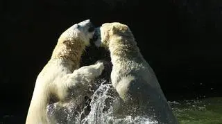 Niedźwiedzie polarne Gregor i Aleut z warszawskiego zoo 