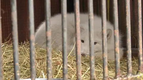 Jest płci żeńskiej, ma niespełna rok. Znaleziony lisek nie boi się ludzi 