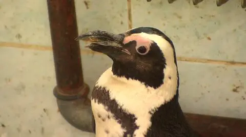 Pingwin z Warszawy stracił dziób. Poznaniacy wydrukują mu protezę 