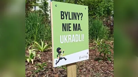 "Rośliny? Nie ma. Ukradli". Plaga kradzieży kwiatów z miejskich skwerów i parków 