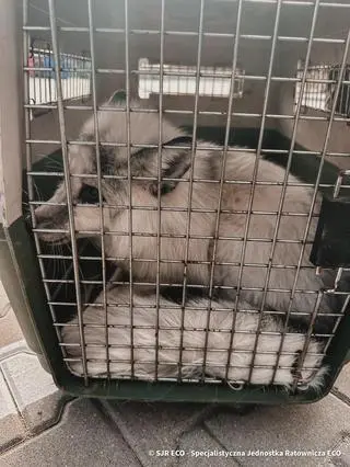 Biała lisica schroniła się na parkingu firmy kurierskiej 