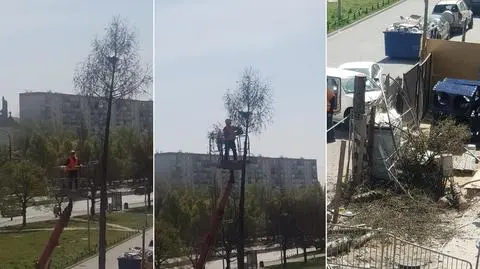Robotnicy ścięli drzewo z gniazdem zamieszkanym przez ptaki