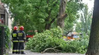 Uszkodzone drzewo na Żoliborzu