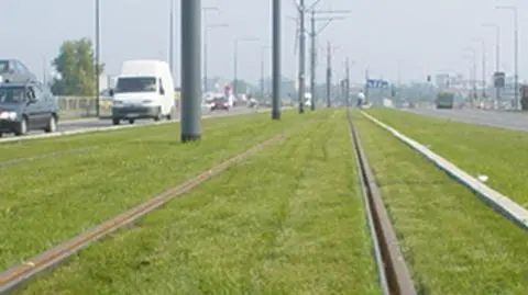 Tory w trawie na pl. Inwalidów