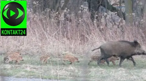 Dziki poczuły wiosnę, wyszły na ulice stolicy