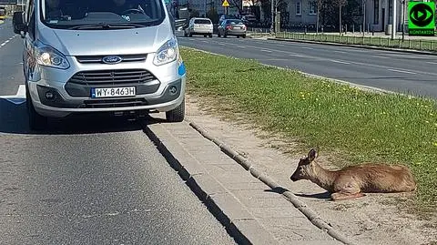 "Siedziała na pasie zieleni, miała problem z nogą". Auto potrąciło sarnę na Wisłostradzie