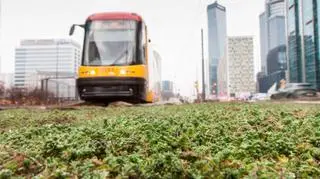 Tramwajarze posadzili rozchodnik na kolejnym, ponad kilometrowym odcinku torów w centrum Warszawy