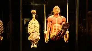 Wystawa "Body Worlds"