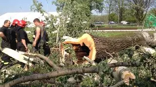 Dowód na słaby stan wycinanych drzew