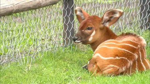 Mała antylopa bongo 