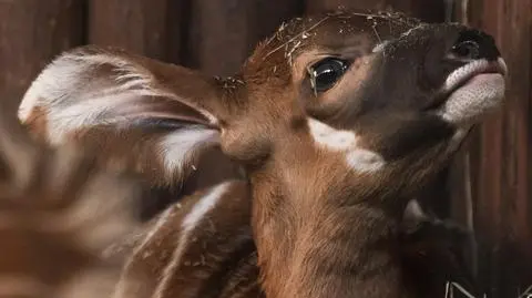 Oto mała "bongini". Urodziła się w warszawskim zoo