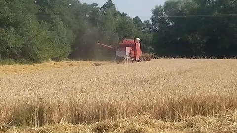 Na Białołęce już żniwa