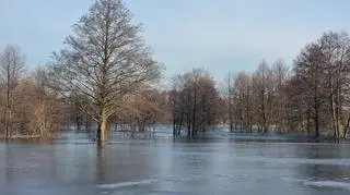 Woda z rzeki Bug podeszła pod gospodarstwa