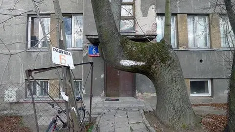 Mieszkańcy bronią krzywego drzewa