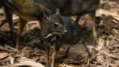 "Baby myszojeleń w Warszawskim ZOO! Poznacie przeuroczego maluszka kanczyla jawajskiego"