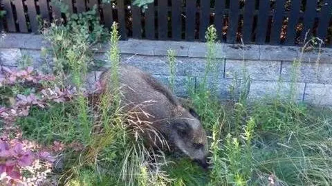 "Był zdezorientowany i podchodził bardzo blisko. Zupełnie jakby oczekiwał pomocy"