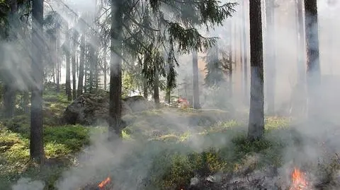 Podpalenia w Puszczy Kampinoskiej. "Sprawcą 21-letni druh z OSP"