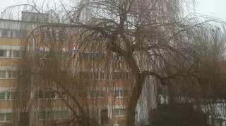 Drzewo do wycinki