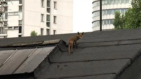 Lis odpoczywał na dachu fabryki Norblina