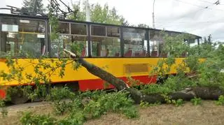  Drzewo przewróciło się na tramwaj 