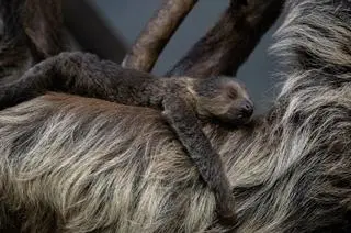 Leniuchowiec przyszedł na świat w Warszawskim Zoo