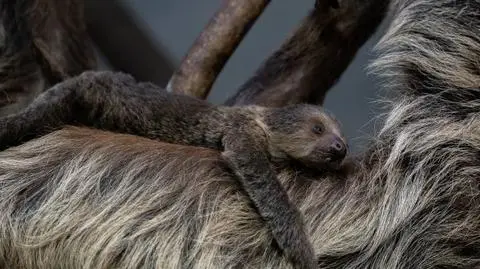 Oto nowy mieszkaniec stołecznego zoo: leniuchowiec dwupalczasty