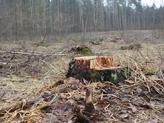 Wycinka na terenie Leśnictwa Zbójna Góra