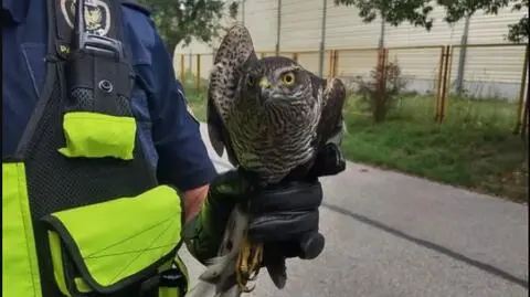 Ranna pustułka trafiła do Ptasiego Azylu