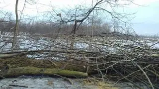 Ruszyła wycinka drzew nad Kanałem Żerańskim