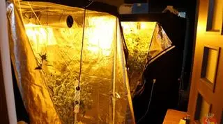 Fabryka marihuany w mieszkaniu