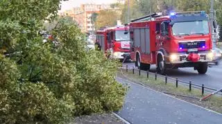 Autobus uderzył w drzewo