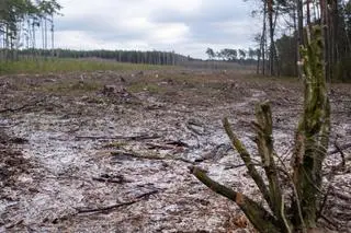 Wycinka w Mazowieckim Parku Krajobrazowym