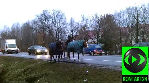 Konie na Trasie Lubelskiej. "Szły od strony Lublina"