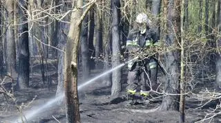 Pożar w Puszczy Kampinoskiej