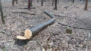 Wycinka drzew w Lesie Bielańskim