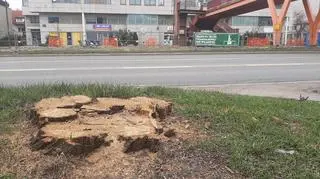 Budują linię tramwajową, wycięli drzewo