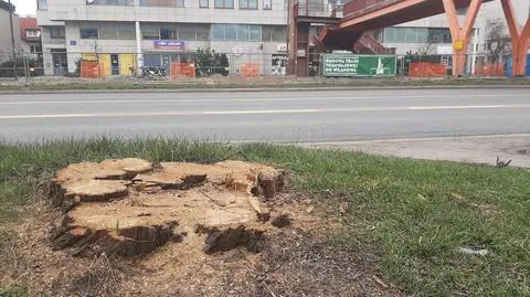 Budują linię tramwajową, wycięli drzewo