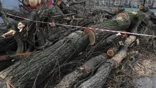 Topola przygniotła auta na parkingu 