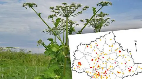 Lada dzień zakwitnie barszcz Sosnowskiego