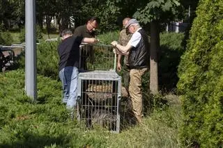 Dzik w szkolnym ogródku przy Balkonowej