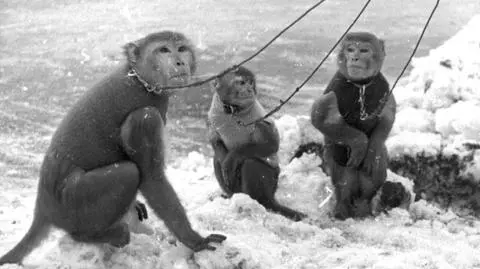 Zoo szykuje się na 90. urodziny. Szuka zdjęć, ale bez zwierząt